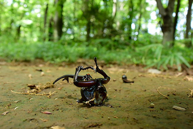 カブトムシの死