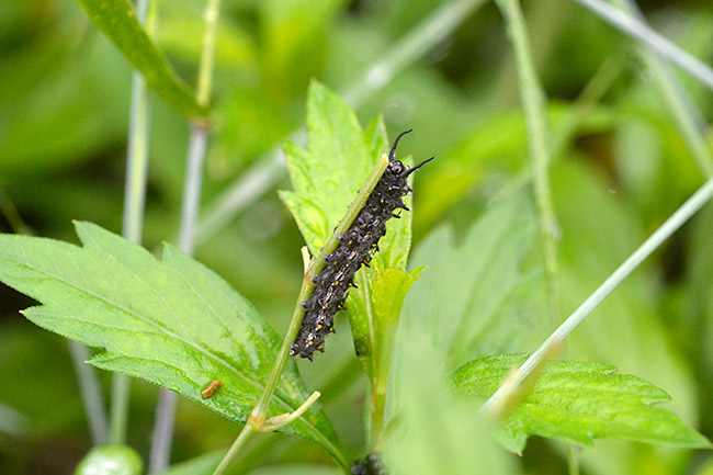 ホソオチョウの幼虫