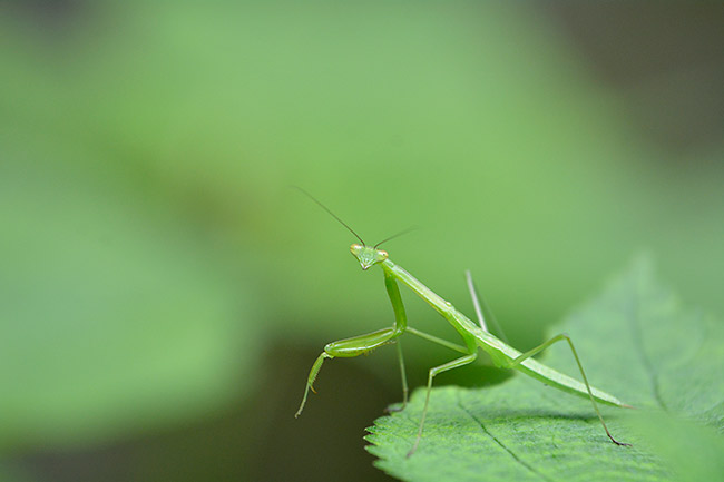 オオカマキリの子供