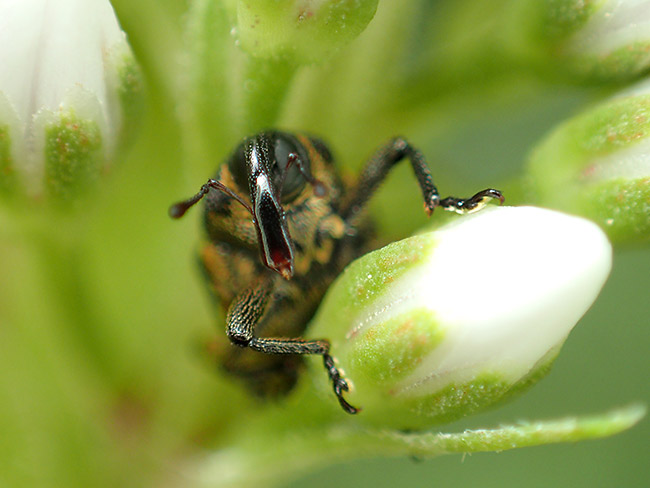 シラホシヒメゾウムシ