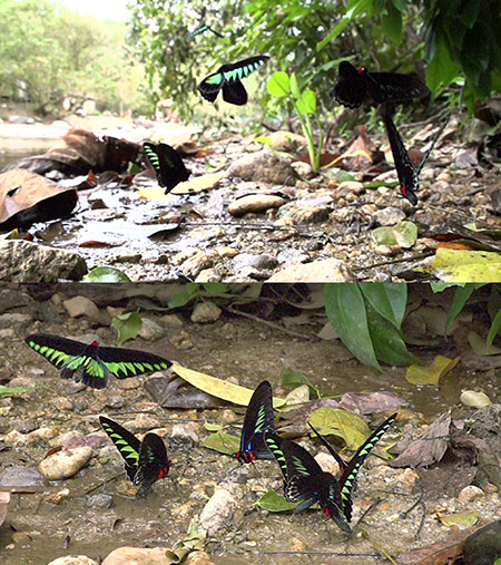 ビデオカメラNEX-FS700を使ってみた