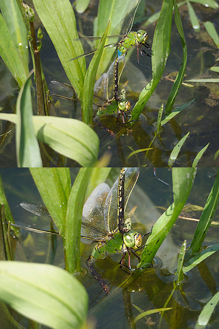 マイクロフォーサーズ用の自作テレコンでギンヤンマを