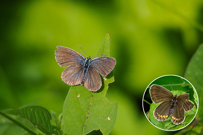 上田のアサマシジミ