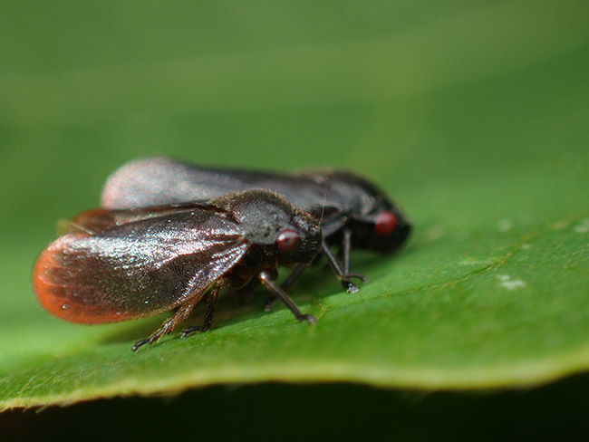 コガシラアワフキの交尾