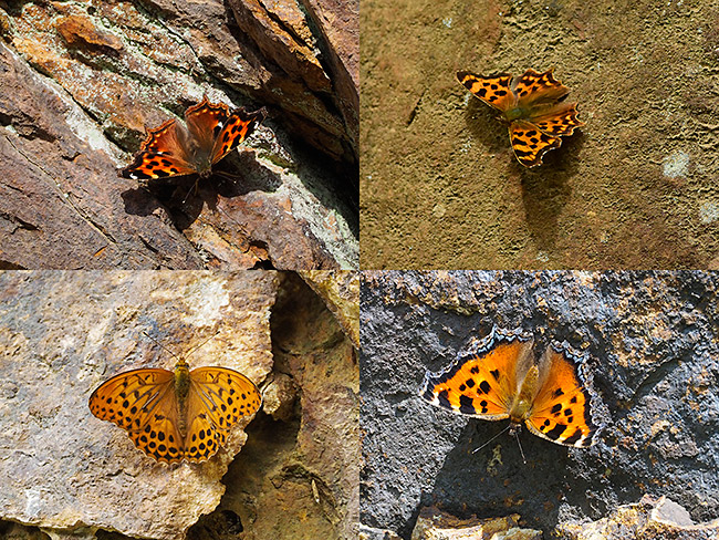 崖にいたチョウ