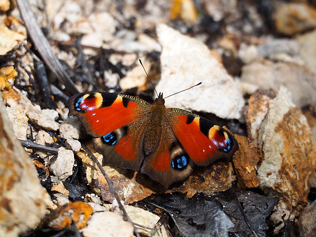 自作テレコンで撮影したクジャクチョウ
