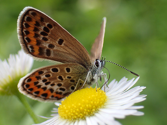 ヒメシジミのメス