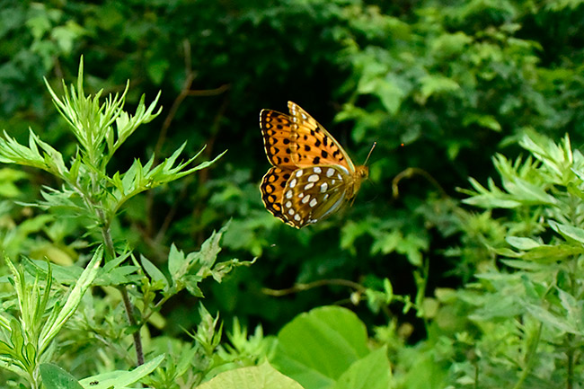 ギンボシヒョウモンの飛翔