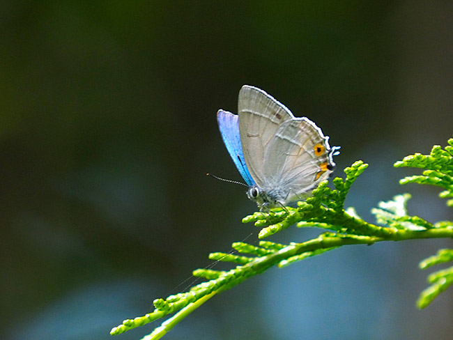オオミドリシジミ