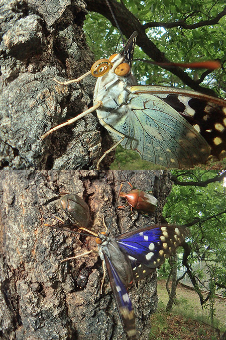 オオムラサキを魚露目で