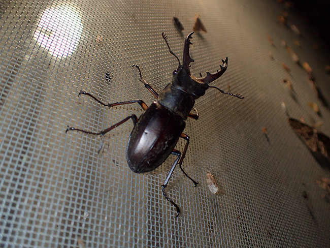 アトリエのミヤマクワガタ