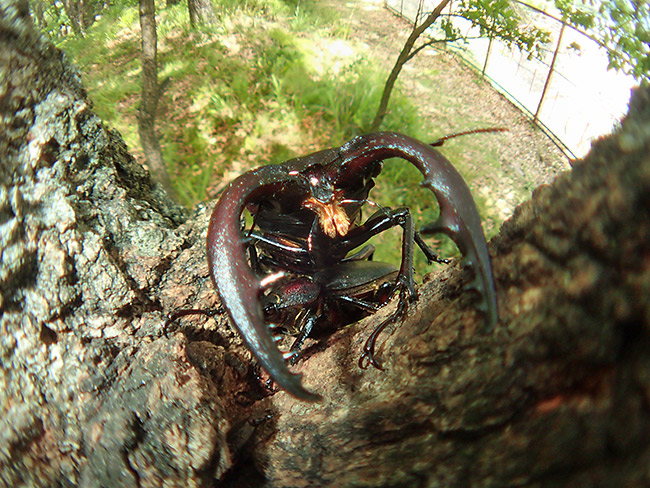 魚露目でノコギリクワガタを撮る