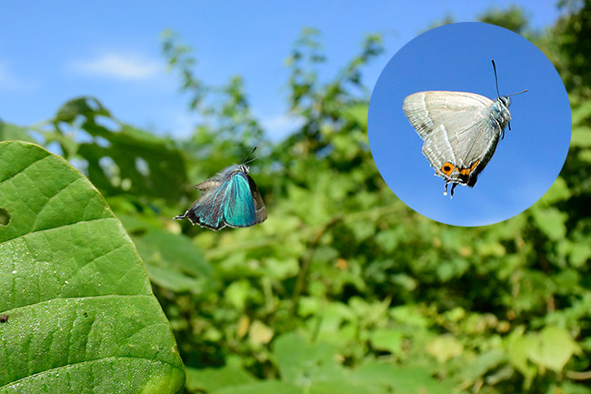 ジョウザンミドリシジミ