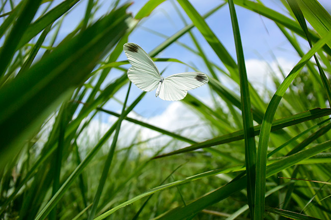 ヒメシロチョウの飛翔