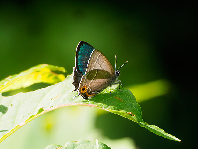 メスアカミドリシジミ