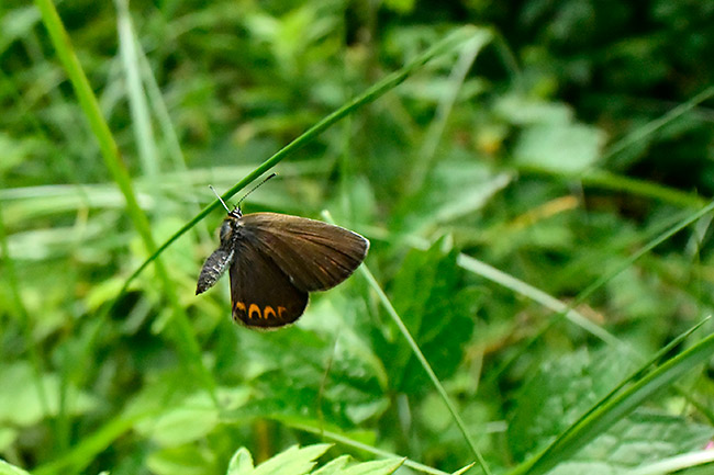 アサマシジミのメスの飛翔