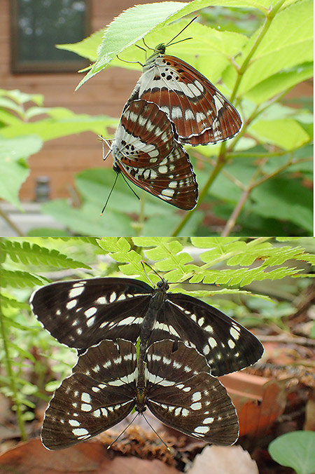 庭のホシミスジ