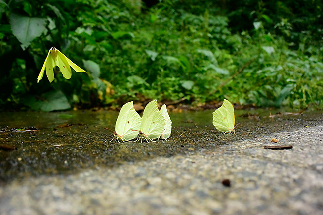 スジボソヤマキチョウ