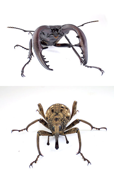 「小諸日記」15周年記念特集