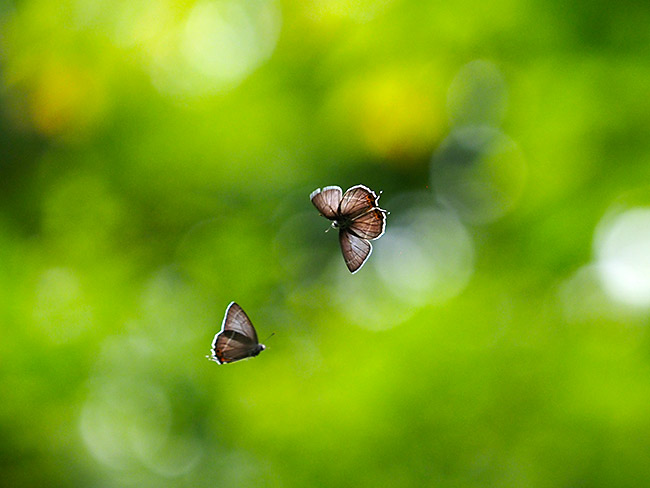 アイノミドリシジミのテリトリー争い