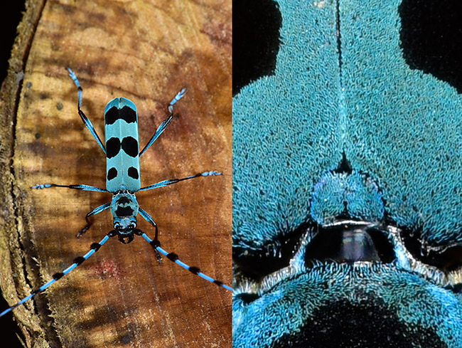 ルリボシカミキリ