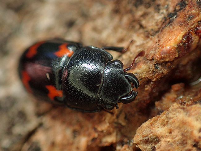 ヨツボシケシキスイ