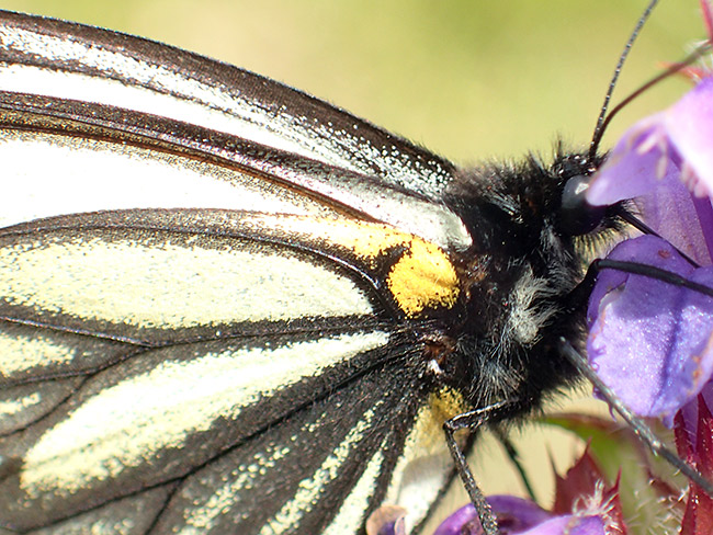 ミヤマシロチョウを顕微鏡モードで