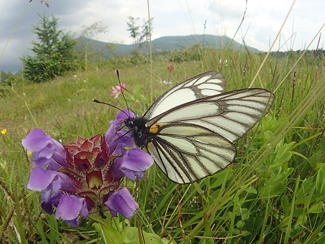 ミヤマシロチョウを魚露目で