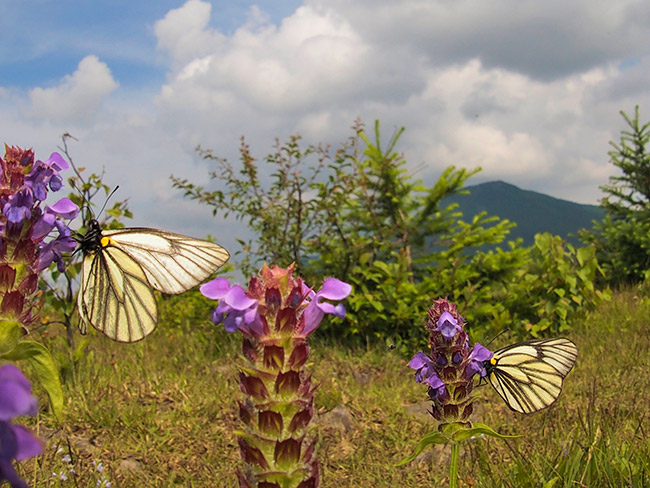 Kowa prominar8.5mmでミヤマシロチョウを撮影