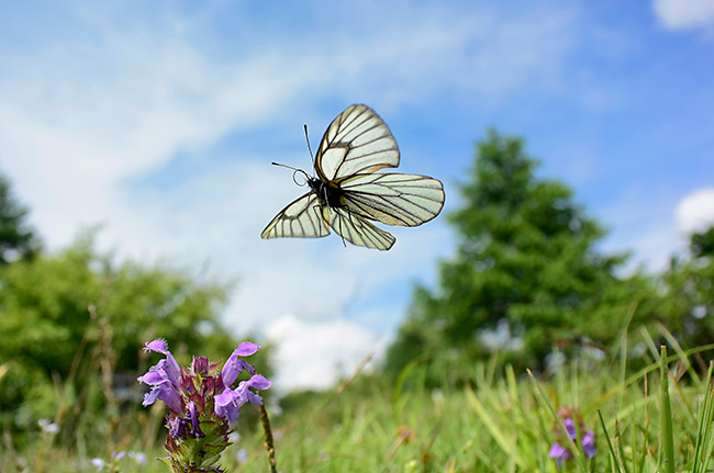 ニコン1V3でミヤマシロチョウ