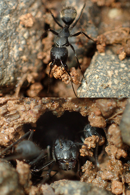 クロオオアリを改造LEDライトガイドで