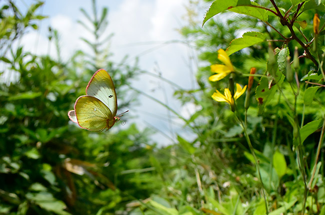 ミヤマモンキチョウの飛翔
