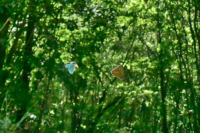 アイノミドリシジミのテリトリー争い