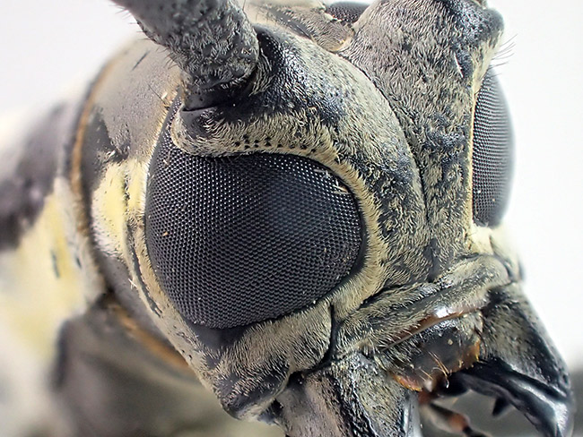 シロスジカミキリを深度合成モードで