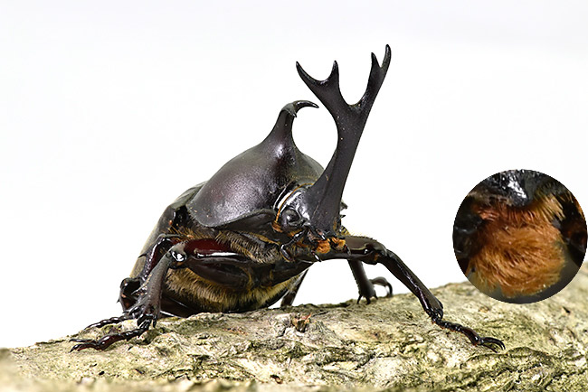 カブトムシの深度合成