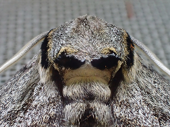 エゾシモフリスズメ