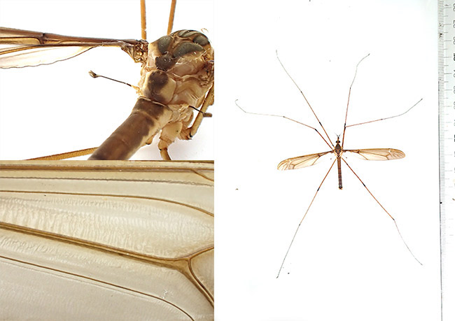 ミカドガガンボ