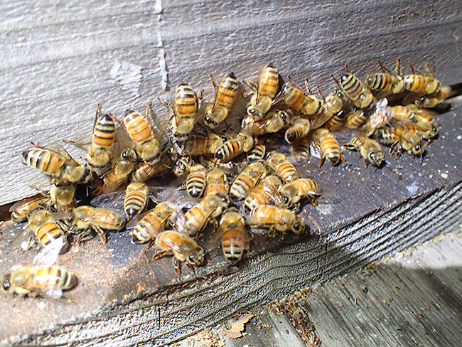 ミツバチがやってきた