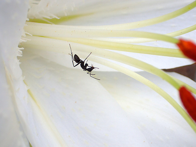 ユリの花にクロオオアリ