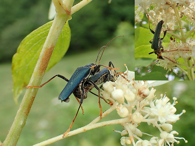 アオジョウカイとフタコブルリハナカミキリ