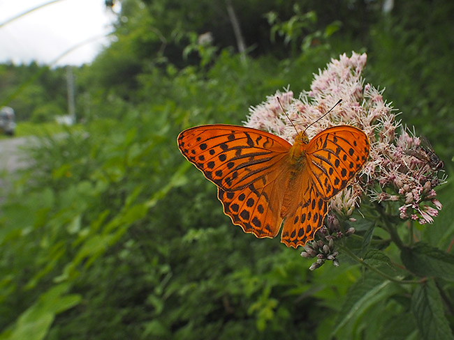 ミドリヒョウモンをKowa Prominar 8.5mmで撮影