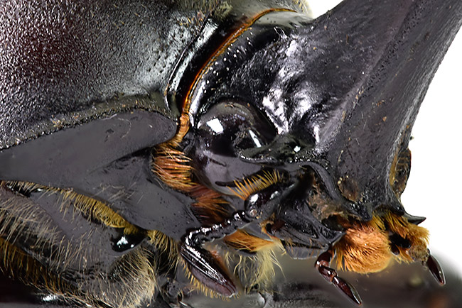 カブトムシの深度合成