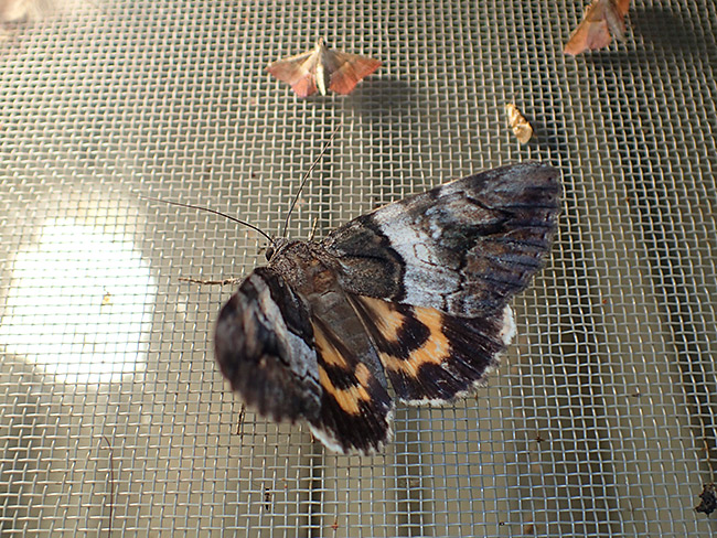 ケンモンキシタバ