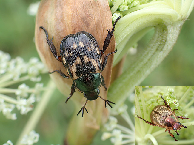セマダラコガネ