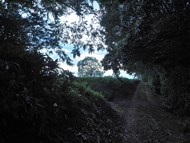 毎日更新１５年達成