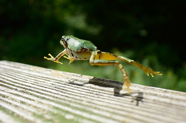 アマガエルのジャンプ