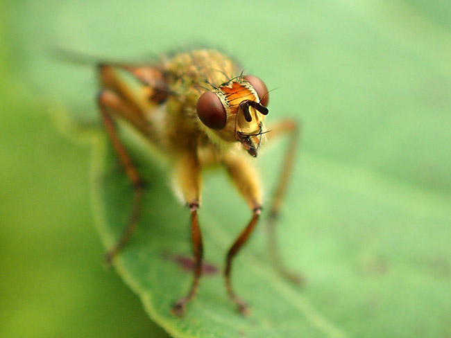 ヒメフンバエの顔