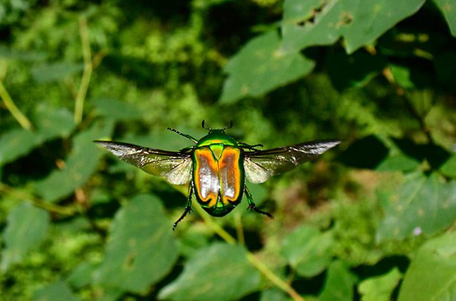 アオカナブンの飛翔