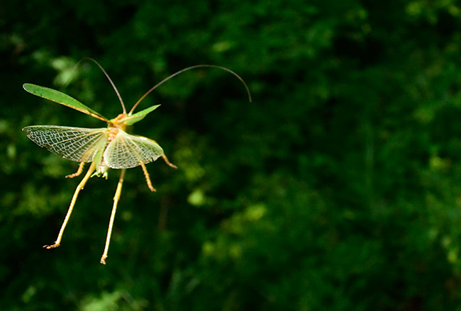 ヤブキリの飛翔