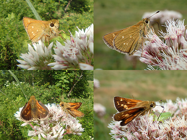 アカセセリのオスとメス